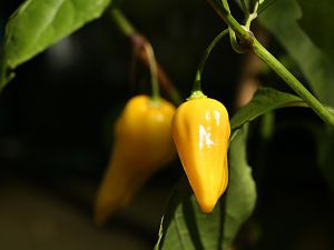 20170925-bhut-jolokia-gelb-HM6C8839