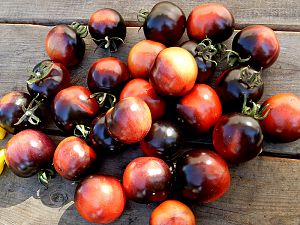 P20 Blue Tomato