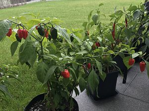 Bhut Jolokia