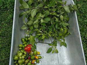 IMG_20170928_170227-01