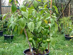 IMG_20170928_170204-01