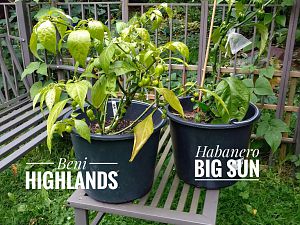 IMG_20170928_165957-01