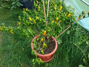 Fatalii R 29.9