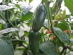 NuMex Lemon Spice 29.09.17
