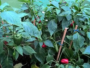 WP_20170930_16_43_39_Pro