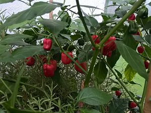 WP_20170930_16_43_51_Pro