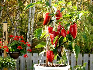 Lipstick Paprika