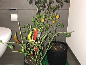 Nackte beim nachreifen