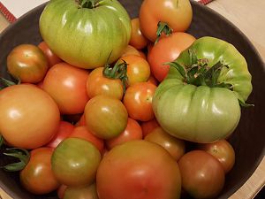 Kleine Tomatenernte 01.10.17