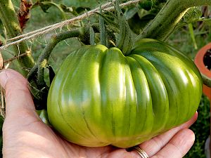 Tomate