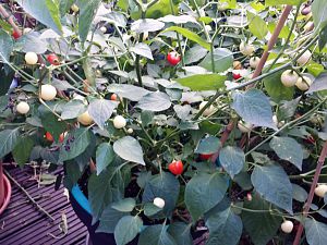 20171003_174112_Richtone(HDR)