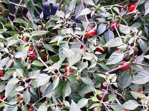 20171003_174517_Richtone(HDR)