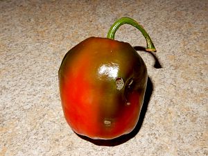 Rocoto Incas