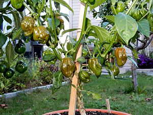 Chocolate Scotch Bonnet