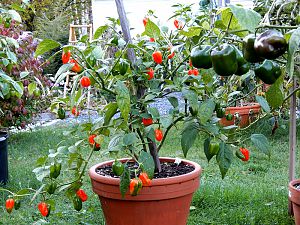 Scotch Bonnet