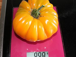Tomate3Nr2