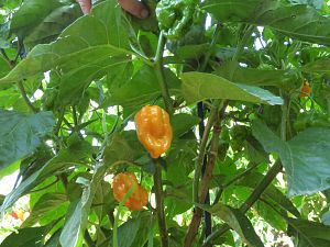 7 Pot Jonah Yellow