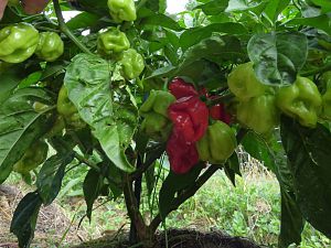 Antillais