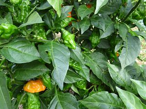 Carbonero Orange