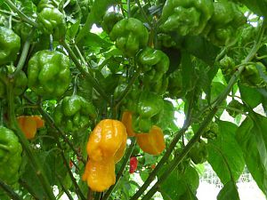 Scotch Bonnet MOA