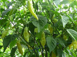 Aji Finlandia