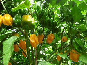 Fatalii Mortalii 2