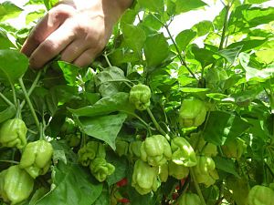 7 Pot Bubblegum Large