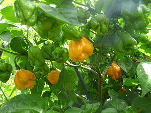 Scotch Bonnet MOA 4