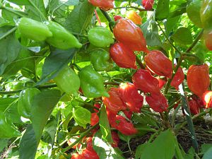 Habanero Red Mayan 2
