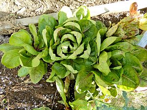 Radicchio