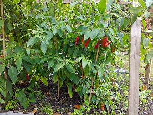 Aji Largo 5.10