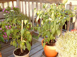 Rocoto Brown Mini