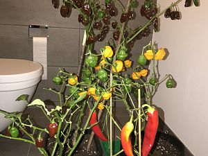 IMG_5929