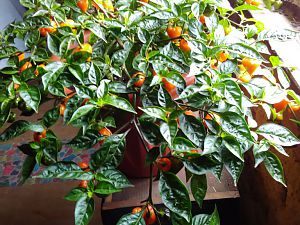 Orange Lantern 7.10