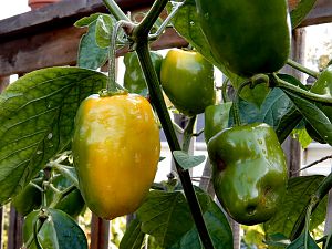 Rocoto Yellow