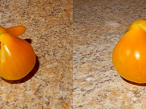 Ernteergebnis Yellow Pear Tomate