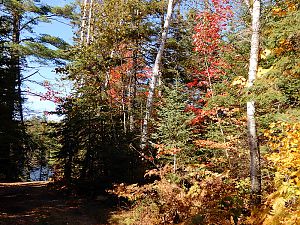 Fall