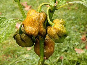 Choc Scotch Bonnet