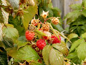 Himbeeren