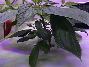IMG_5988