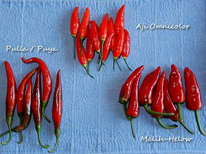Peppers