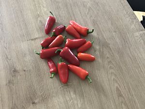 Snackpaprika aus Growzelt