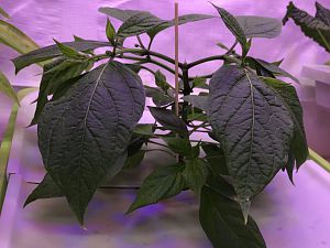 Rocoto Canario im NFT