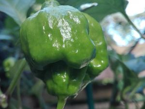 IMG_20171014_121510