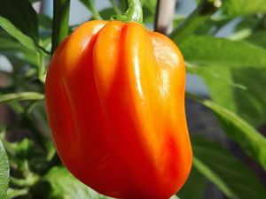 IMG_20171014_121526