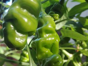 IMG_20171014_121542