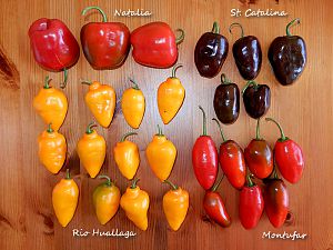 Rocotos
