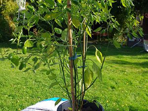 C.baccatum Jamy