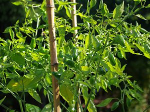 C.baccatum Jamy