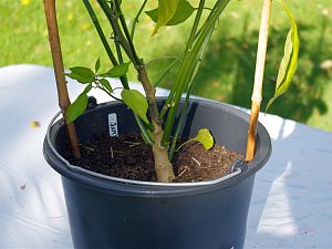 C.baccatum Jamy
